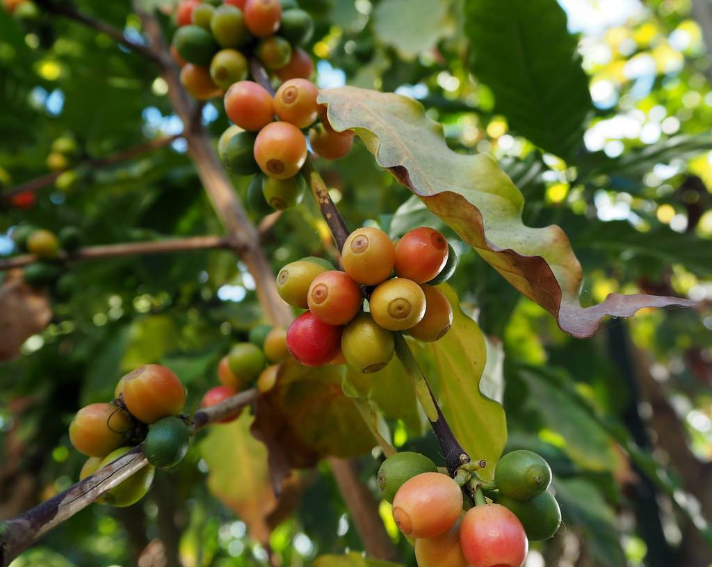 orange-yellow fruits with green-yellow leaves on brown twigs and branches