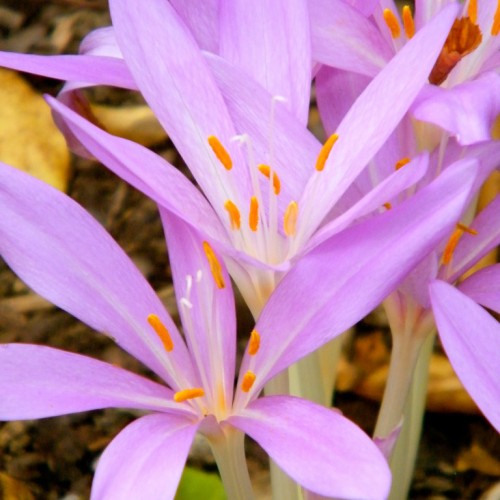 Purple-white flower with white stigma, style and filaments, and orange anthers.