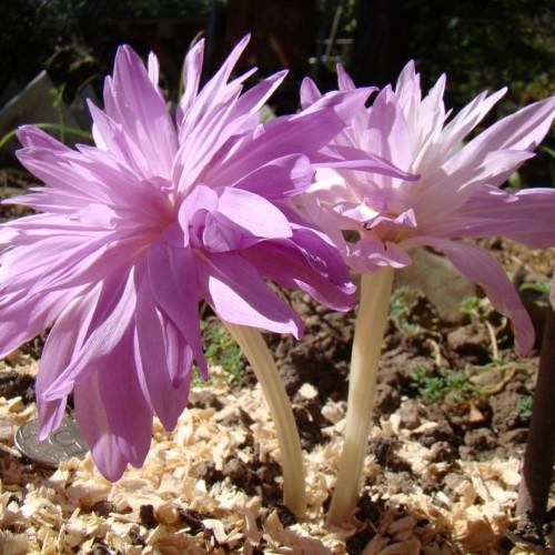 purple-pink flowers with off-white stems