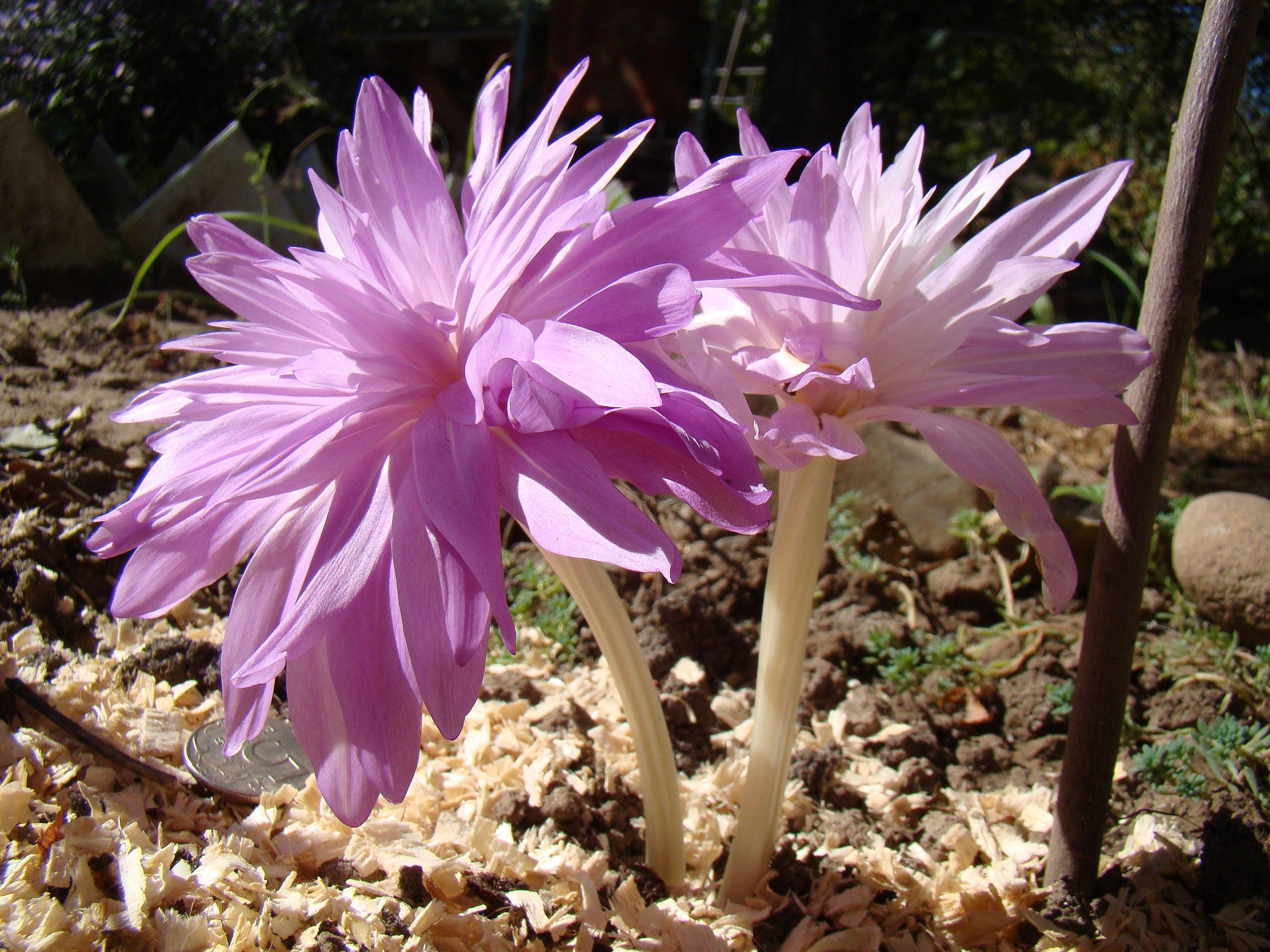 purple-pink flowers with off-white stems