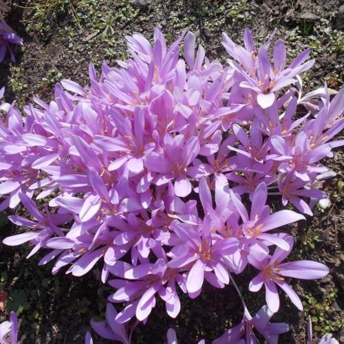 purple-pink flowers with purple-pink filaments, orange anthers and white stems
