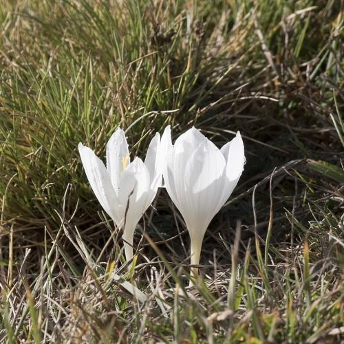 white flowers with light-orange stamens, green foliage and off-white stems