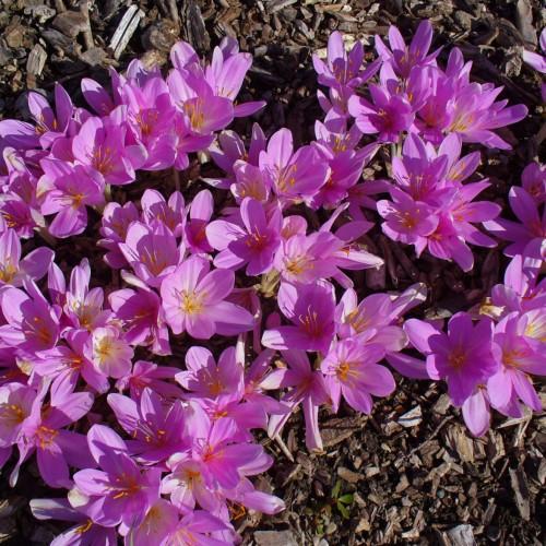 purple-pink flowers with purple-white filaments, orange anthers and lime stems