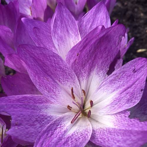purple flowers with white center, white filaments and dark-purple anthers