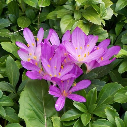 purple-white flowers with purple-white filaments, orange anthers, green foliage and brown stems