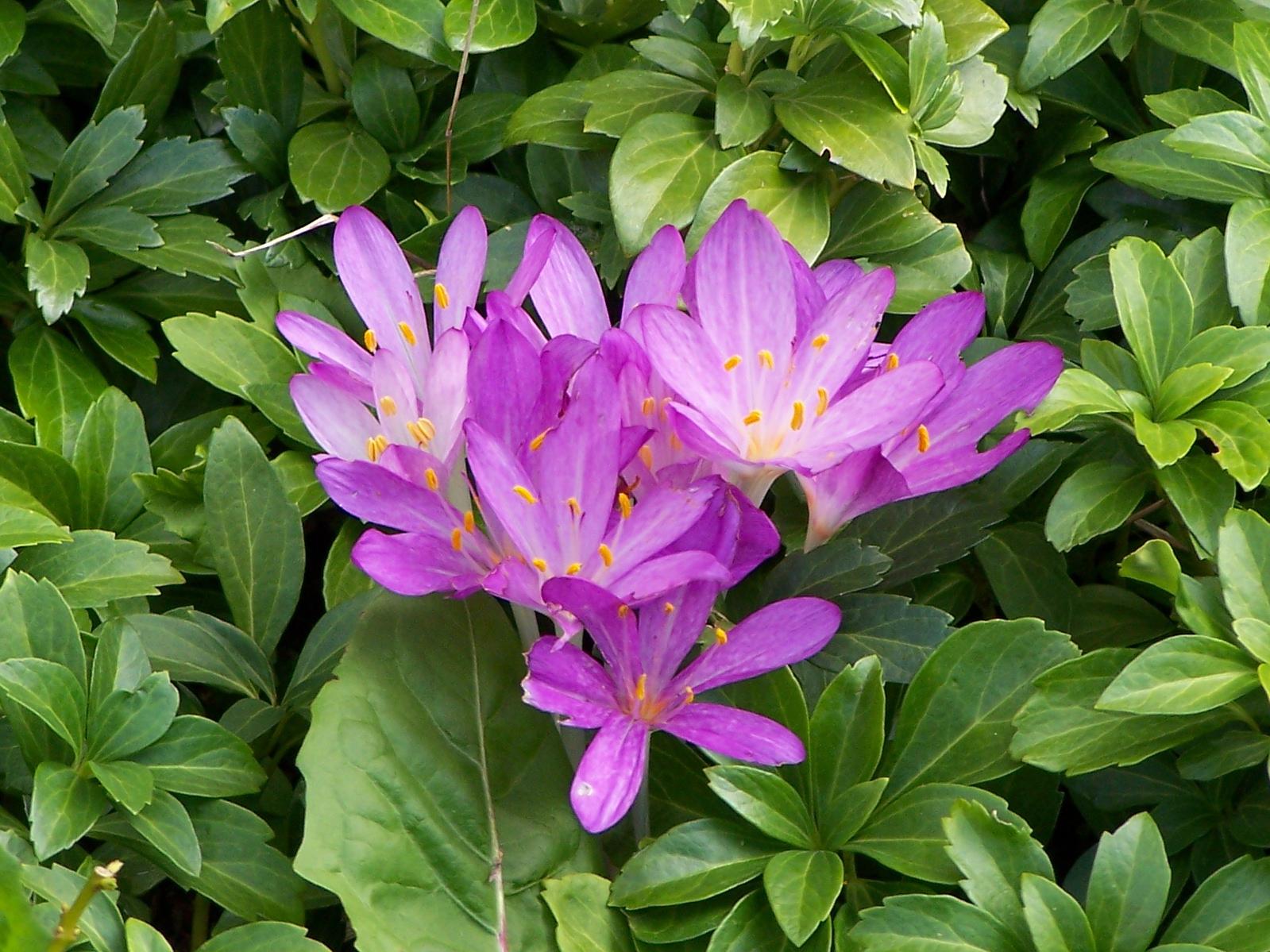purple-white flowers with purple-white filaments, orange anthers, green foliage and brown stems