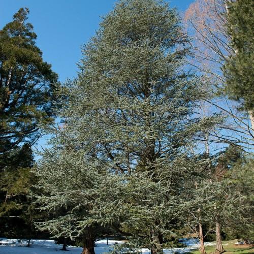 green foliage on brown branches and trunk
