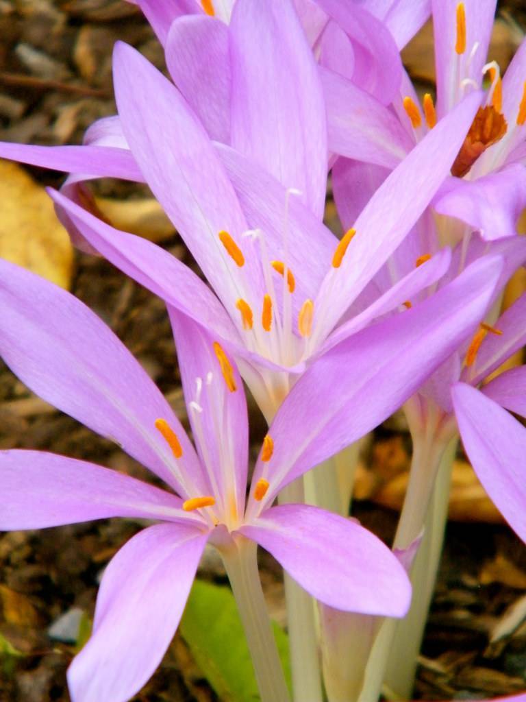 light-purple flowers with white filaments and orange anthers