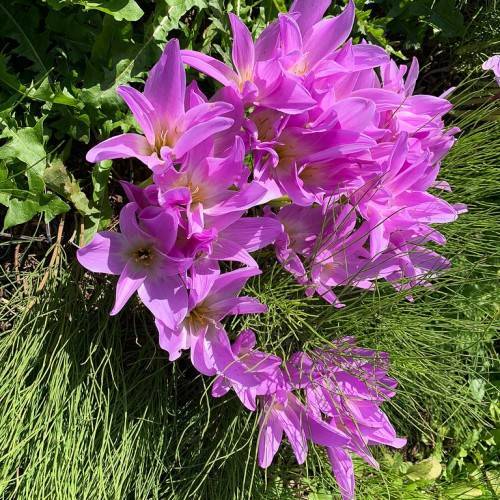 pink-purple flowers with light-orange center, light-orange stamens and green leaves with green stems
