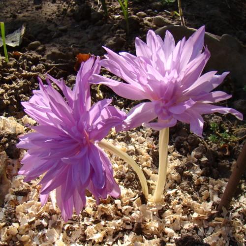 light-purple flowers with off-white stems