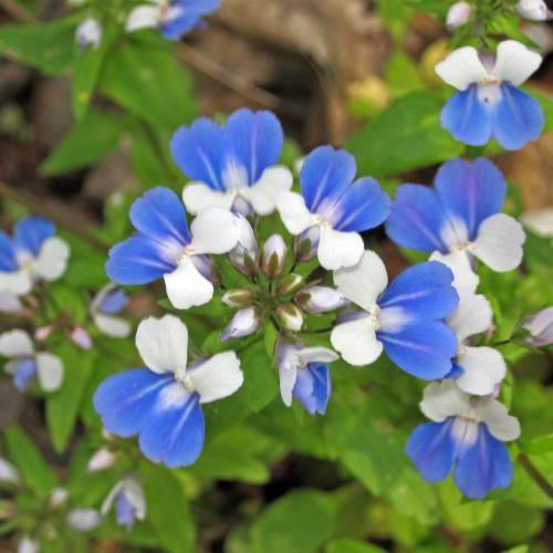 blue-white flowers, lilac-white buds with dark-green sepals on dark-green stems