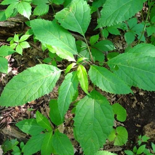 lush-green foliage with brown-green stems
