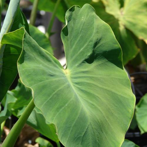 a deep-green leaf with lime-green veins and midrib on a light-green stem