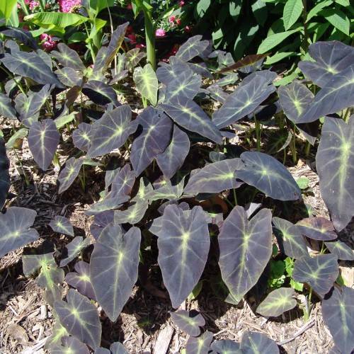 dark-purple leaves with green-yellow veins and midribs on light-green stems