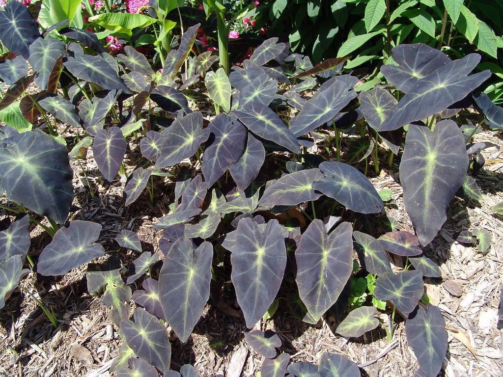 dark-purple leaves with green-yellow veins and midribs on light-green stems