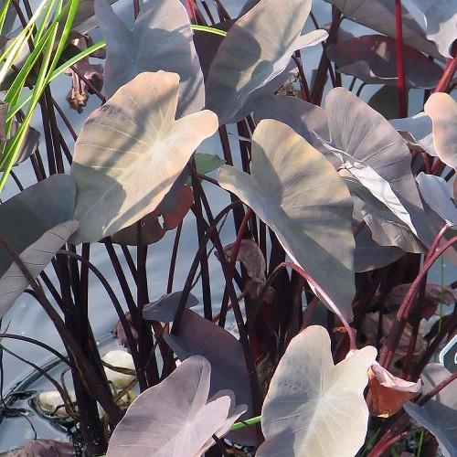 gray leaves with burgundy stems