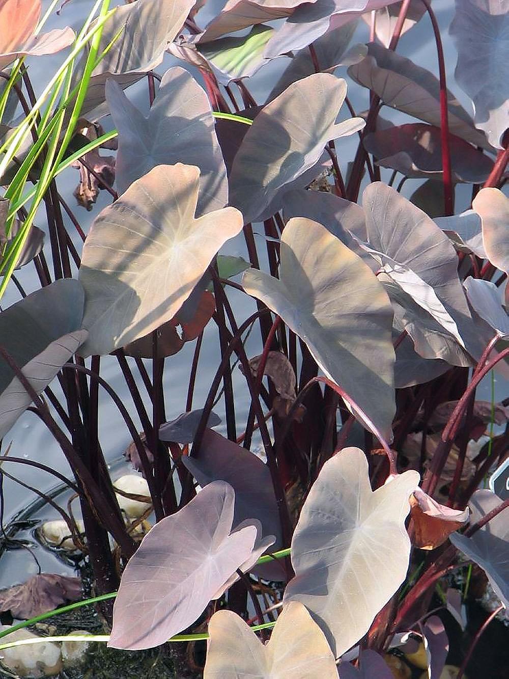 gray leaves with burgundy stems 