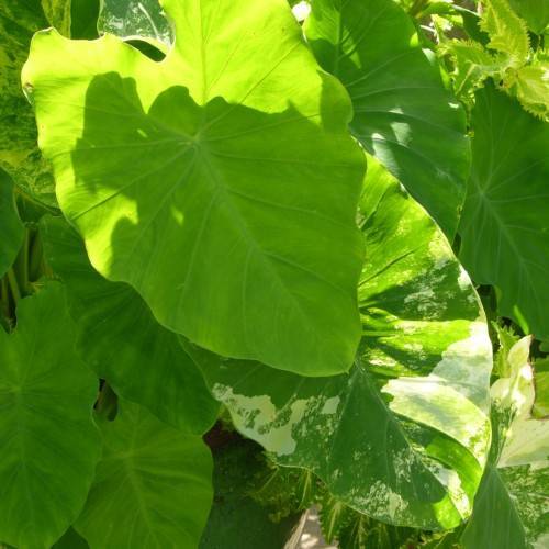 lime-green leaves with light-green veins and midribs