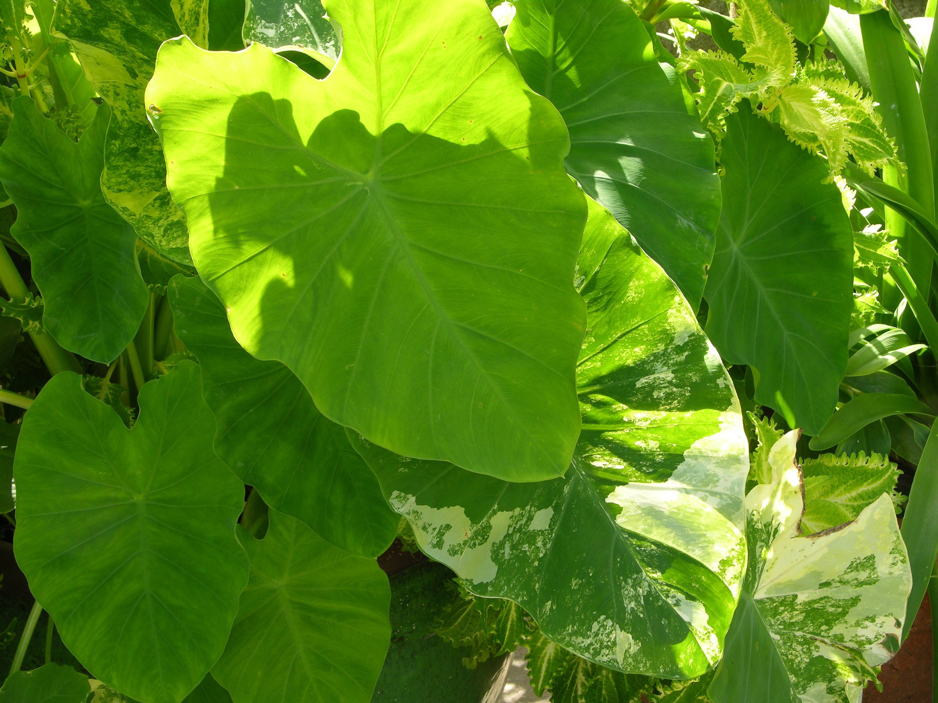 lime-green leaves with light-green veins and midribs 