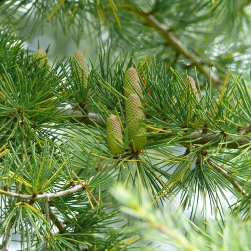 yellow-green foliage with lime-pink cones on beige branches