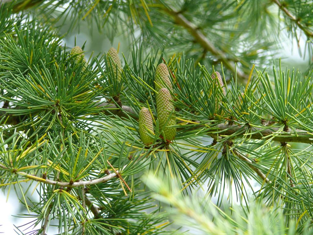 yellow-green foliage with lime-pink cones on beige branches 