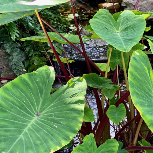 Green leaves with light-green midrib and veins, and yellow-burgundy petioles.