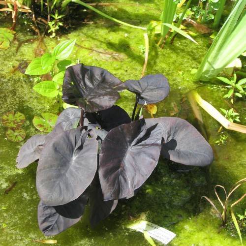 dark-purple leaves with dark-purple veins and midribs on dark-purple stems