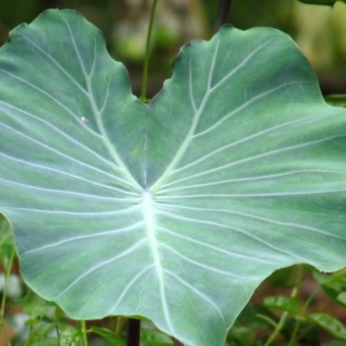 green leaves with white veins, midribs and lime stems