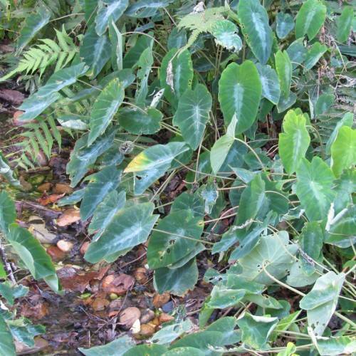 deep-green leaves with light-green veins and midribs on light-brown petioles and stems