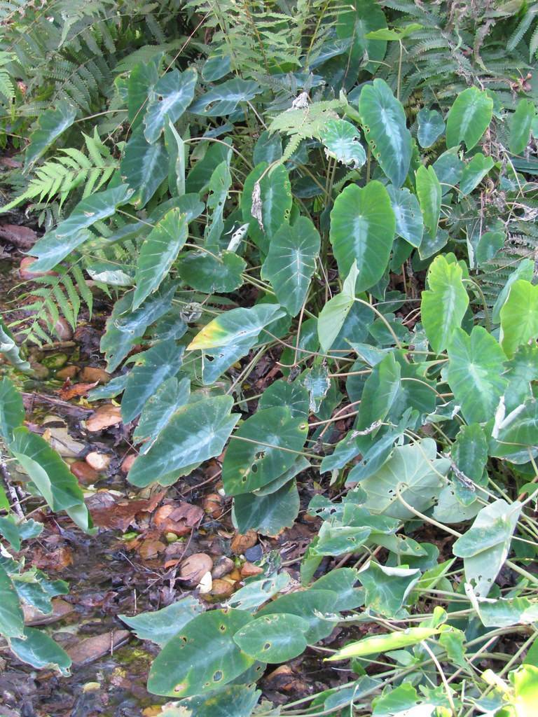 deep-green leaves with light-green veins and midribs on light-brown petioles and stems