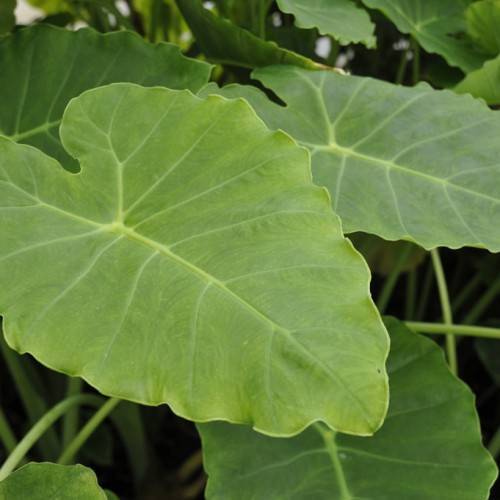 green leaves with lime-green veins and midribs on light-green stems