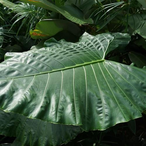 green foliage and stems