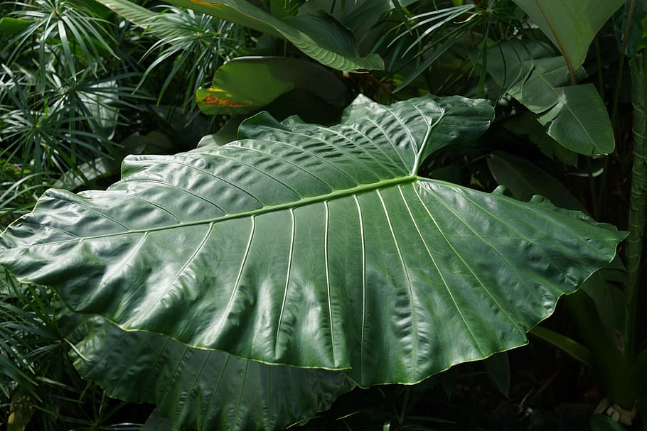 green foliage and stems