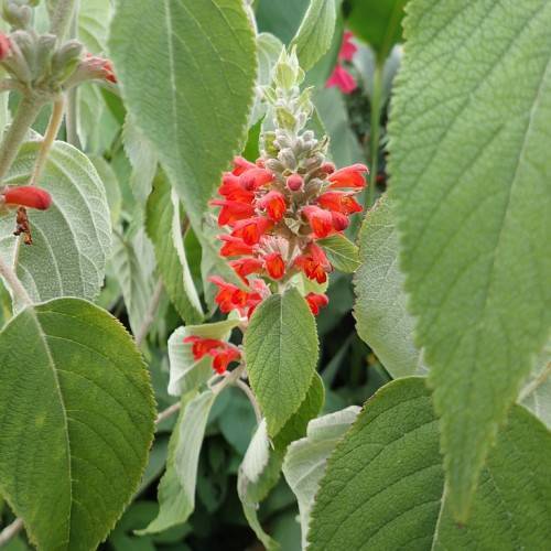 bright-red flowers, grey buds, green leaves with green veins and light-green midribs on white-brown stems
