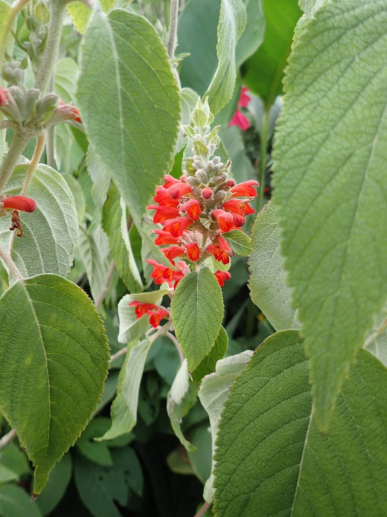bright-red flowers, grey buds, green leaves with green veins and light-green midribs on white-brown stems