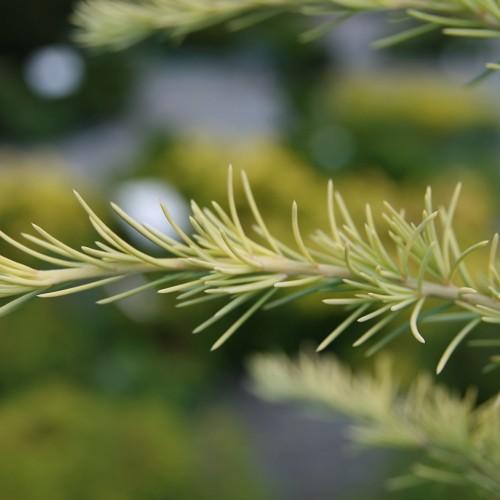 yellow-green foliage with beige stems