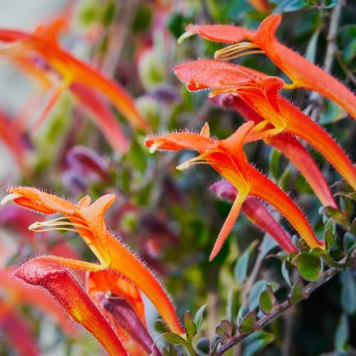 orange-yellow flowers with green-purple leaves and burgundy stems