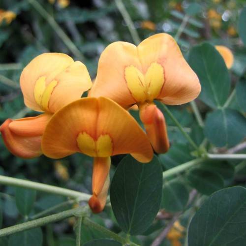 orange-yellow flowers and dark-green leaves with light-green veins on light-green petioles and stems