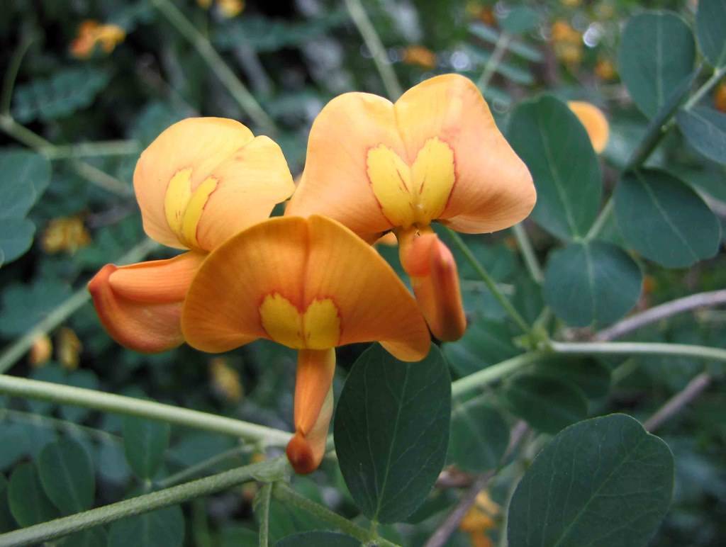 orange-yellow flowers and dark-green leaves with light-green veins on light-green petioles and stems