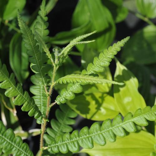 green-lime foliage with green-brown stems