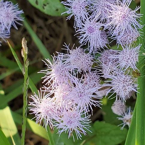 light-purple flowers with purple center and green leaves and stems