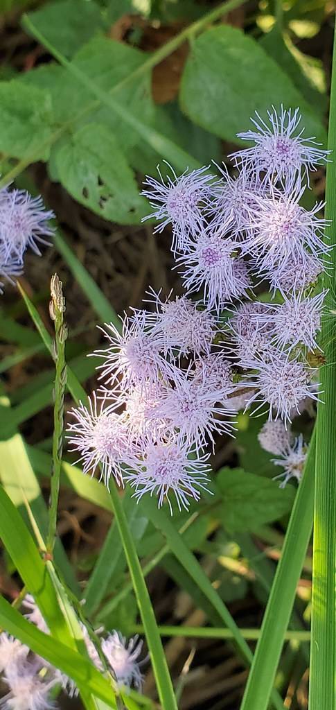 light-purple flowers with purple center and green leaves and stems