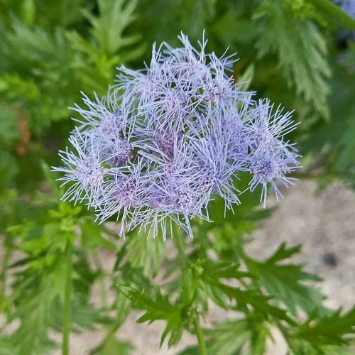 light-purple flowers with purple center and green leaves