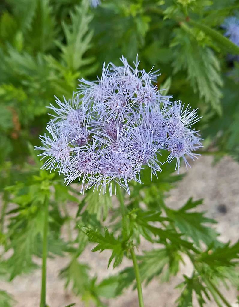 light-purple flowers with purple center and green leaves