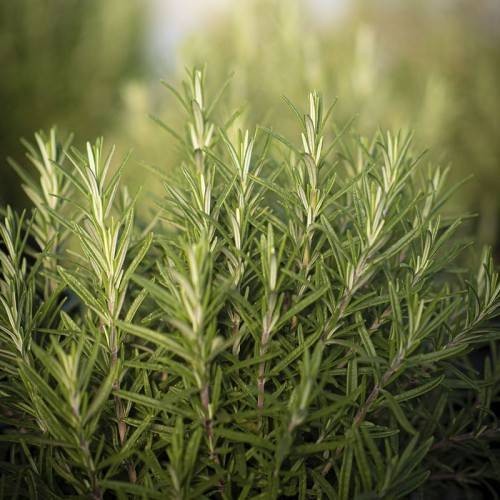 gold-green leaves on light-purple stems