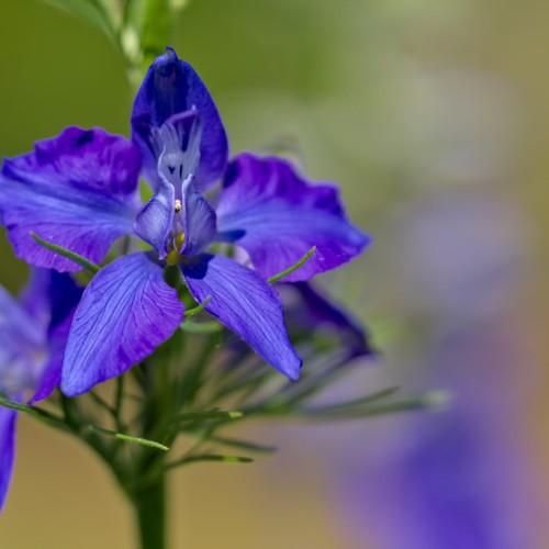 bright-blue flowers with yellow anthers, green foliage and stems