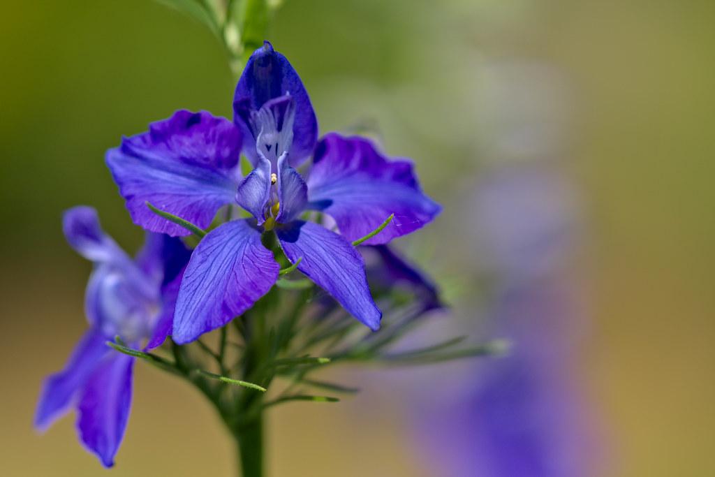 bright-blue flowers with yellow anthers, green foliage and stems
