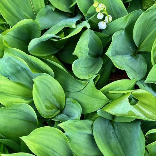 white flowers on lime-green petioles with lush-green leaves
