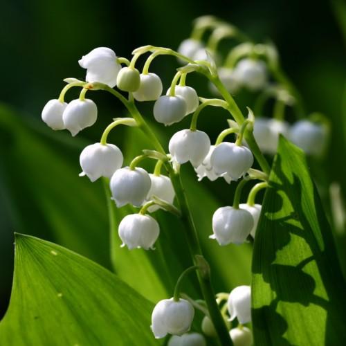 white flowers with yellow-green petioles, green stems and lime-green leaves