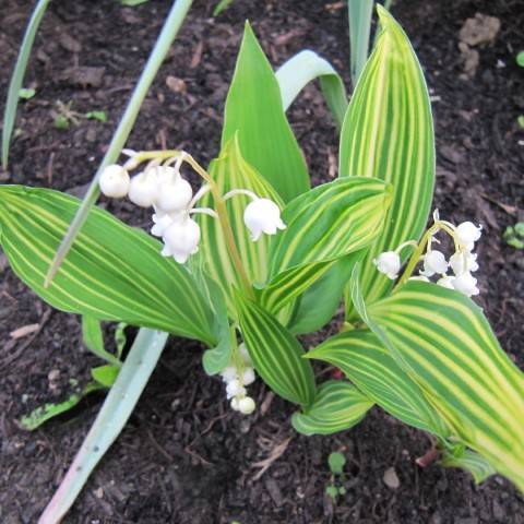 white flowers with yellow-green leaves on white petioles and yellow-green stems